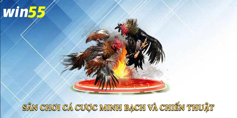 san-choi-ca-cuoc-minh-bach-va-chien-thuat