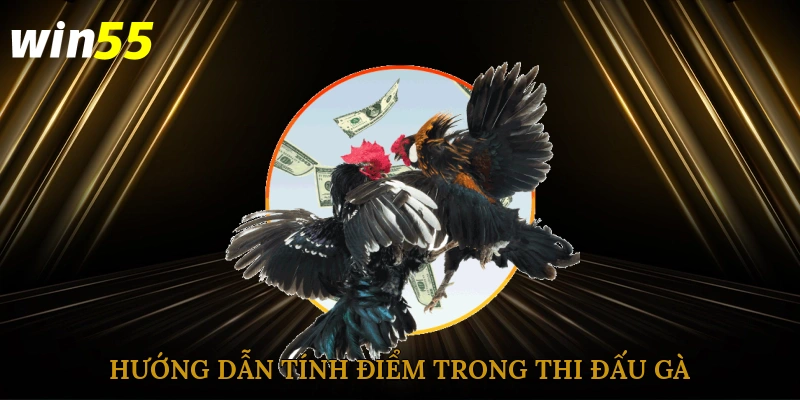 Hướng dẫn tính điểm trong thi đấu gà