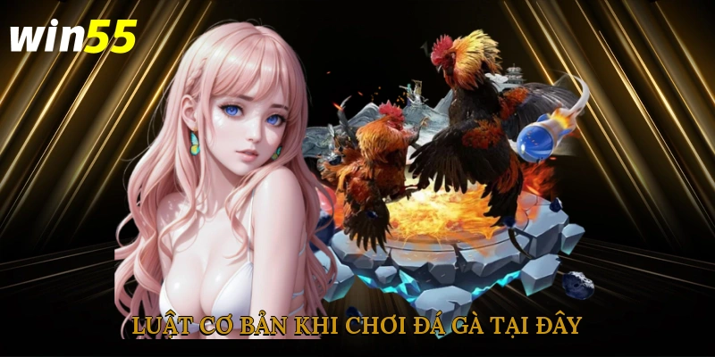 Luật cơ bản khi chơi đá gà tại đây