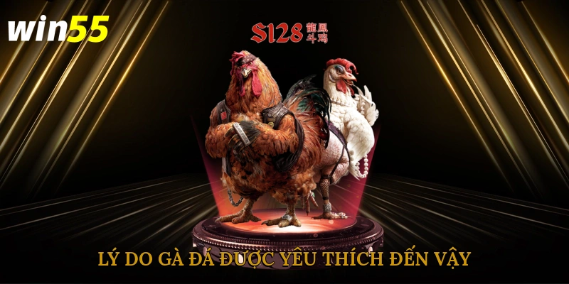 Lý do gà đá được yêu thích đến vậy